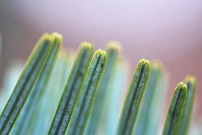 Abies veitchii - jedle Veitchiho - detail špičky jehlice - rub
